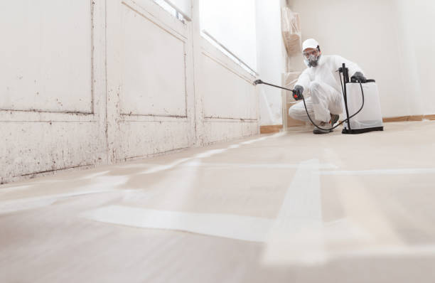 Black mold remediation team in Wheeling